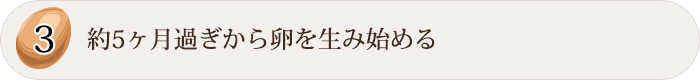 3 約5ヶ月過ぎから卵を生み始める